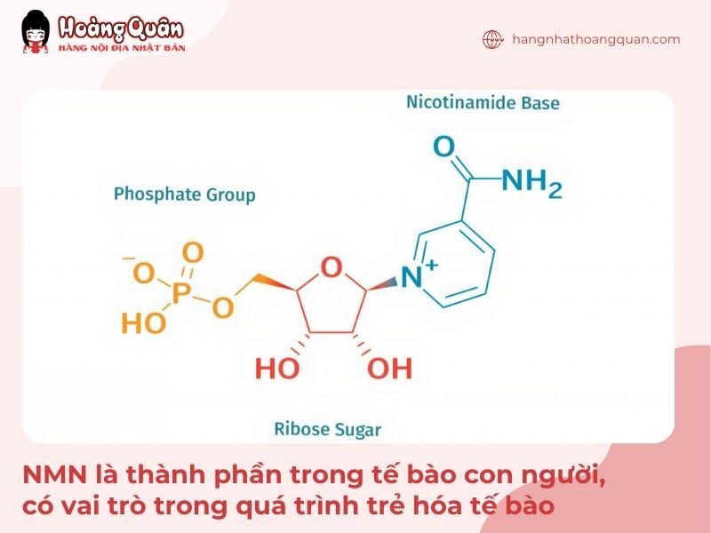 NMN đóng vai trò trong quá trình trẻ hóa tế bào, cải thiện làn da và sức khỏe