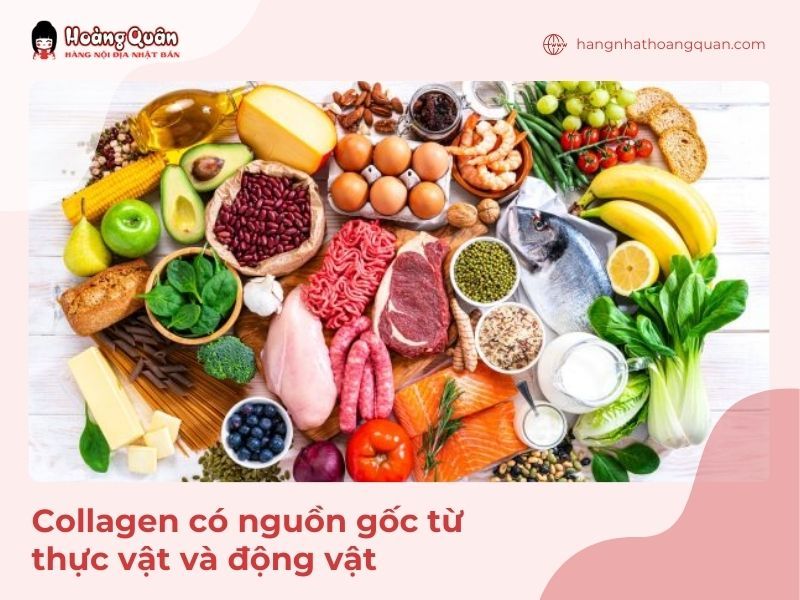 Collagen phân loại theo nguồn gốc từ thực vật và động vật